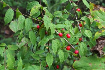 ÚC LÝ NHÂN (Prunus japonica Thunb)
