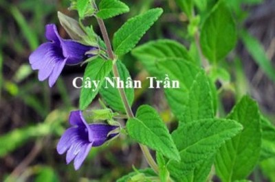 3 thảo dược, cây thuốc nam có tác dụng giải độc gan