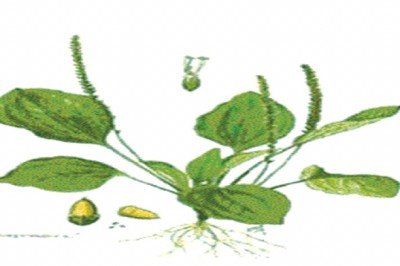 Vị thuốc Xa tiền thảo chống viêm, lợi niệu