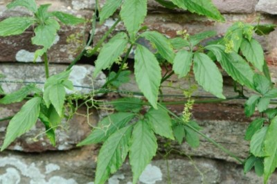 Giả Cổ Lam: Thảo dược quý hiếm cho con người