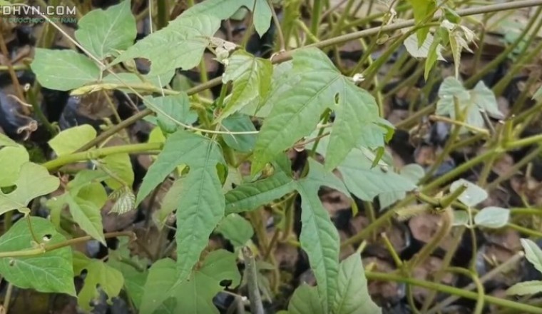 Lợi ích chữa bệnh của cây chìa voi có tên gọi khác cây đau xương, bạch phấn đằng