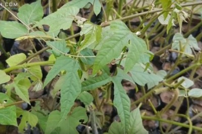 Lợi ích chữa bệnh của cây chìa voi có tên gọi khác cây đau xương, bạch phấn đằng