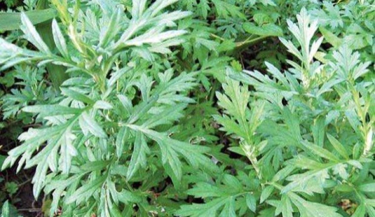 Ngải cứu cây thuốc vị thuốc quý cần thiết cho mọi nhà nhất là phụ nữ mang thai