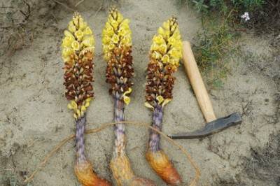 Nhục thung dung: Liều thuốc xuân dược cho giới mày râu