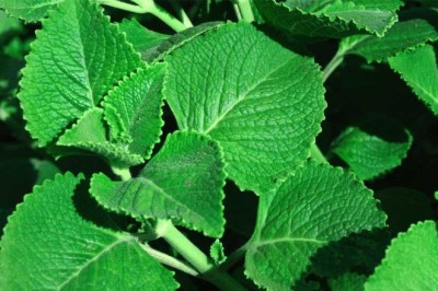 Rau tần hay còn gọi húng chanh, tần dày lá có tác dụng chữa bệnh gì?