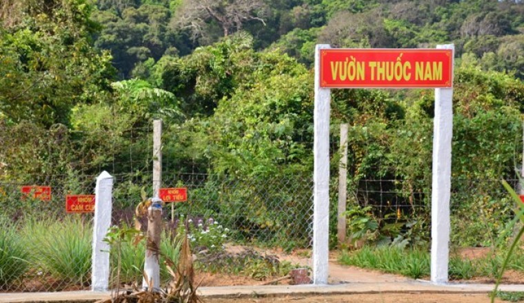 Cách dùng những cây thuốc nam trong vườn nhà chữa trị những bệnh thường ngày cực kỳ hiệu quả