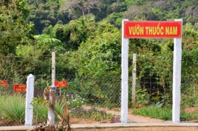 Cách dùng những cây thuốc nam trong vườn nhà chữa trị những bệnh thường ngày cực kỳ hiệu quả