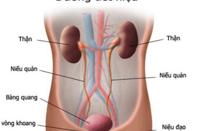 6 Bài thuốc nam chữa viêm đường tiết niệu