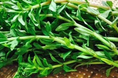 Rau ngổ pha với nước dừa chữa sỏi đường tiết niệu được không?