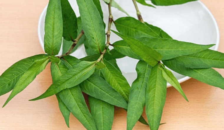 Công dụng và tác dụng của cây Rau răm