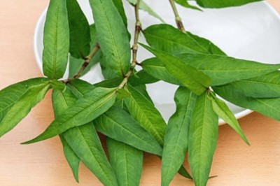 Công dụng và tác dụng của cây Rau răm