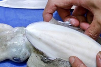 Mai mực, Hải Phiêu Tiêu công dụng và những bài thuốc chữa bệnh