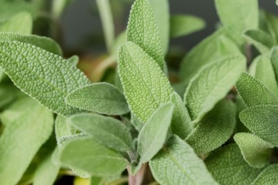 Trồng cây Xô thơm cây dược liệu tiềm năng cho thu nhập cao