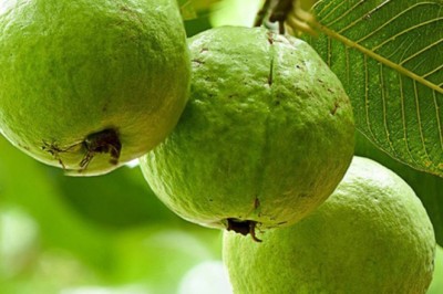 Ăn quả ổi tốt cho phụ nữ mang thai, bệnh tiểu đường, tiêu chảy Ổi có lượng vitamin C nhiều gấp 5 lần Cam