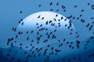 Tại sao chim di cư không ở luôn phương Nam mà phải 'nhọc công' bay về phương Bắc khi hết mùa lạnh?