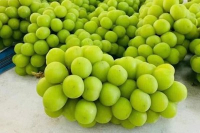 Sự thật Nho Mẫu Đơn có nguồn gốc từ đâu? Người mua tưởng rẻ hóa thành đắt