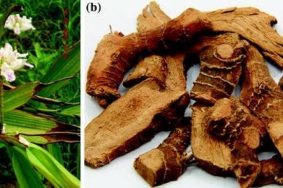 Cây Riềng, củ riềng công dụng và tác dụng