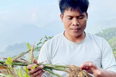 Bảo tồn và phát triển cây dược liệu ở vùng núi Quảng Ngãi