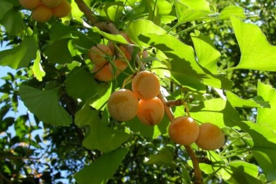 Cây bạch quả, Ginkgo biloba, công dụng và tác dụng