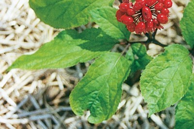 Cách dùng vị thuốc nhân sâm trị đái tháo đường (Bệnh tiểu đường)