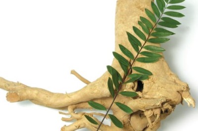 Cây bách bệnh, cây bá bệnh, mật nhân, hậu phác nam, nho nan