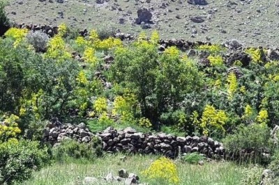 'Hồi sinh' thực vật thần kỳ chữa bách bệnh của người Hy Lạp, La Mã, Ai Cập cổ đại