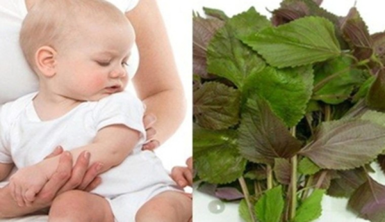 Thảo dược và bài thuốc hỗ trợ trị sốt do adenovirus ở trẻ