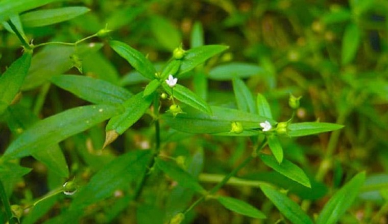 Bạch hoa xà thiệt thảo là cây thuốc nam được dùng nhiều trong y học