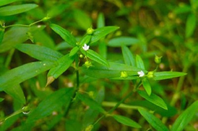 Bạch hoa xà thiệt thảo là cây thuốc nam được dùng nhiều trong y học