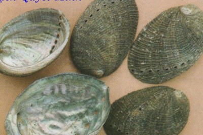 Bào ngư - thức ăn bổ khí huyết, vị thuốc chữa bệnh về mắt