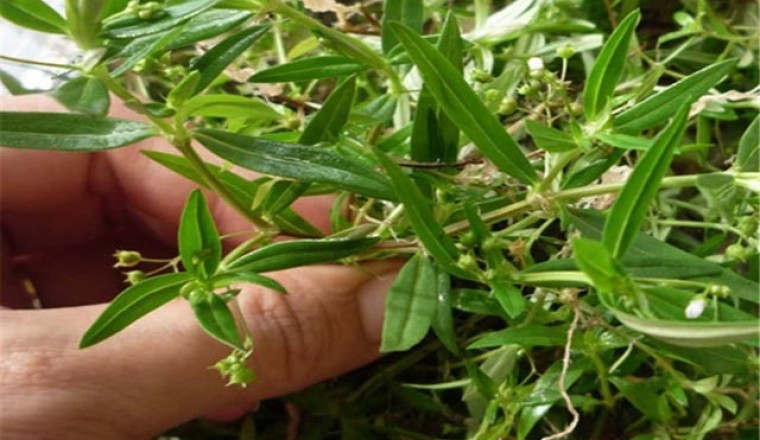 Vị thuốc bán chi liên và bạch hoa xà thiệt thảo