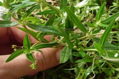 Vị thuốc bán chi liên và bạch hoa xà thiệt thảo