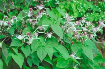 Dâm dương hoắc là một cây thuốc quý chữa yếu sinh lý