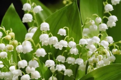 Hoa Linh Lan trắng: Ý nghĩa, hình ảnh, cách trồng, chăm sóc tại nhà