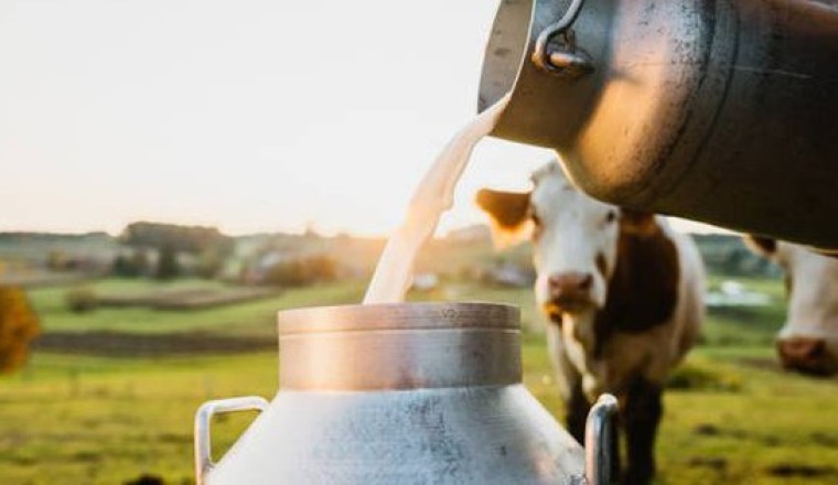 Vì sao sữa tổng hợp sẽ là thực phẩm tương lai?