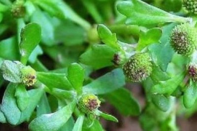 Cóc mẳn, cỏ the, nga bất thực thảo, cây thuốc mộng, cây trăm chân công dụng tác dụng và bài thuốc nam chữa bệnh