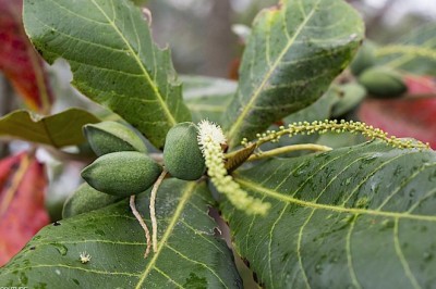 Bàng (Terminalia catappa L.)
