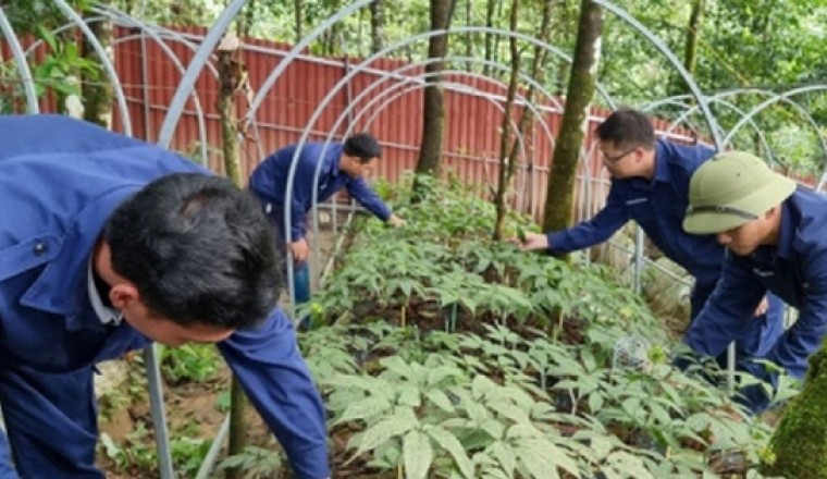 Cây thuốc quý tiền tỷ trên đất nghèo Lai Châu