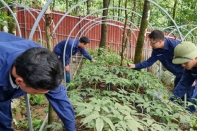 Cây thuốc quý tiền tỷ trên đất nghèo Lai Châu
