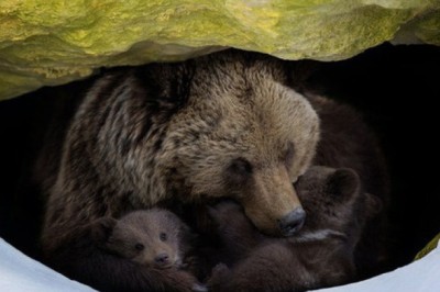 Làm thế nào mà động vật ngủ đông biết khi nào chúng cần thức dậy?