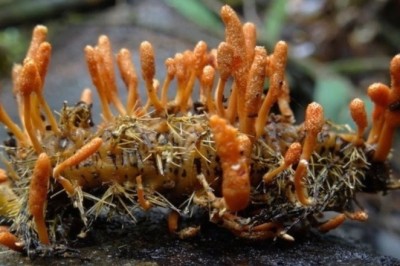 Nuôi đông trùng hạ thảo để sản xuất thuốc kháng virus