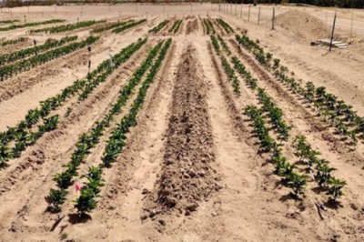 Công nghệ biến cát sa mạc cằn cỗi thành đất màu mỡ chỉ trong 7 tiếng