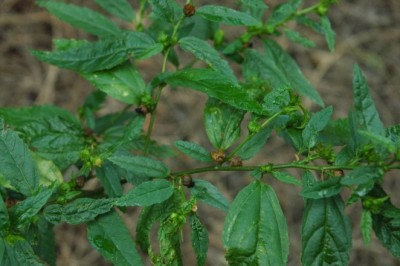 Những nghiên cứu khoa học tác dụng dược lý của Bái nhọn