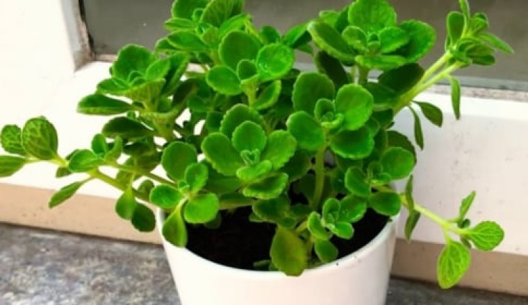 Trong bếp có 3 loại cây này, tài lộc vượng phát, đời đời ấm no