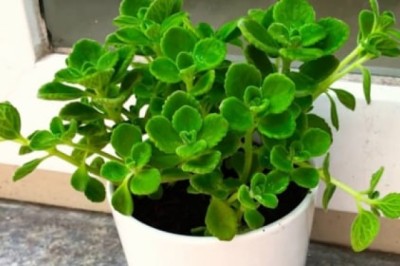 Trong bếp có 3 loại cây này, tài lộc vượng phát, đời đời ấm no