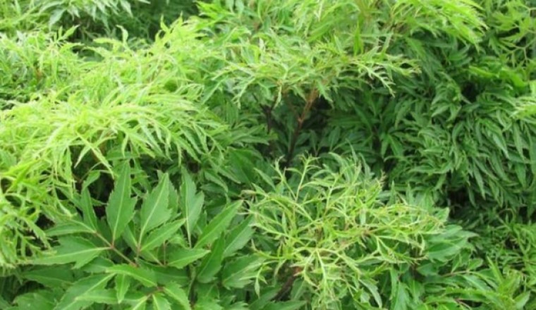 Cây Đinh Lăng (Polyscias fruticosa (L.) Harms)