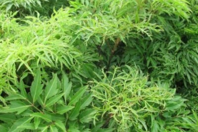 Cây Đinh Lăng (Polyscias fruticosa (L.) Harms)