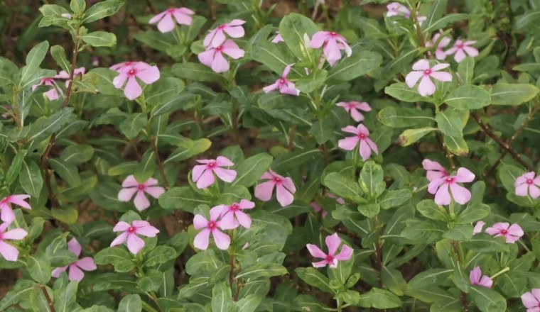 Cây Dừa cạn (Catharanthus roseus (L.) G. Don, Vinca rosea L.)