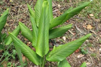 Cây nghệ vàng (Curcuma longa L)
