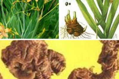 Cây Xạ Can (Belamcanda chinensis (L.) DC.)